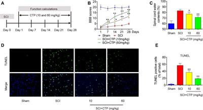 Catalpol Protects Against Spinal Cord Injury in Mice Through Regulating MicroRNA-142-Mediated HMGB1/TLR4/NF-κB Signaling Pathway